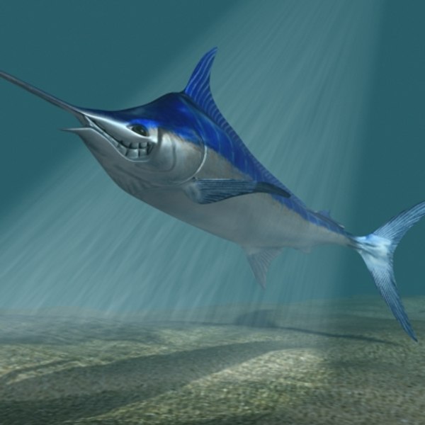 3d 3ds blue marlin toon