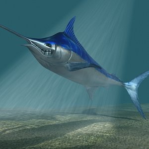 Blue marlin toon fish 3D