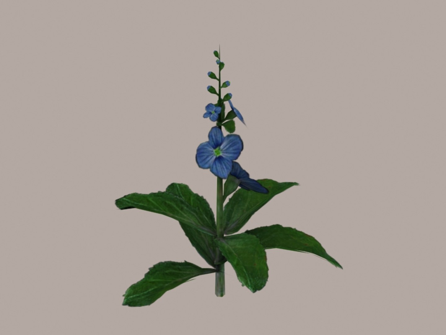 3d Flower Speedwell Model