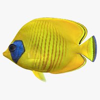 Bluecheek Butterflyfish