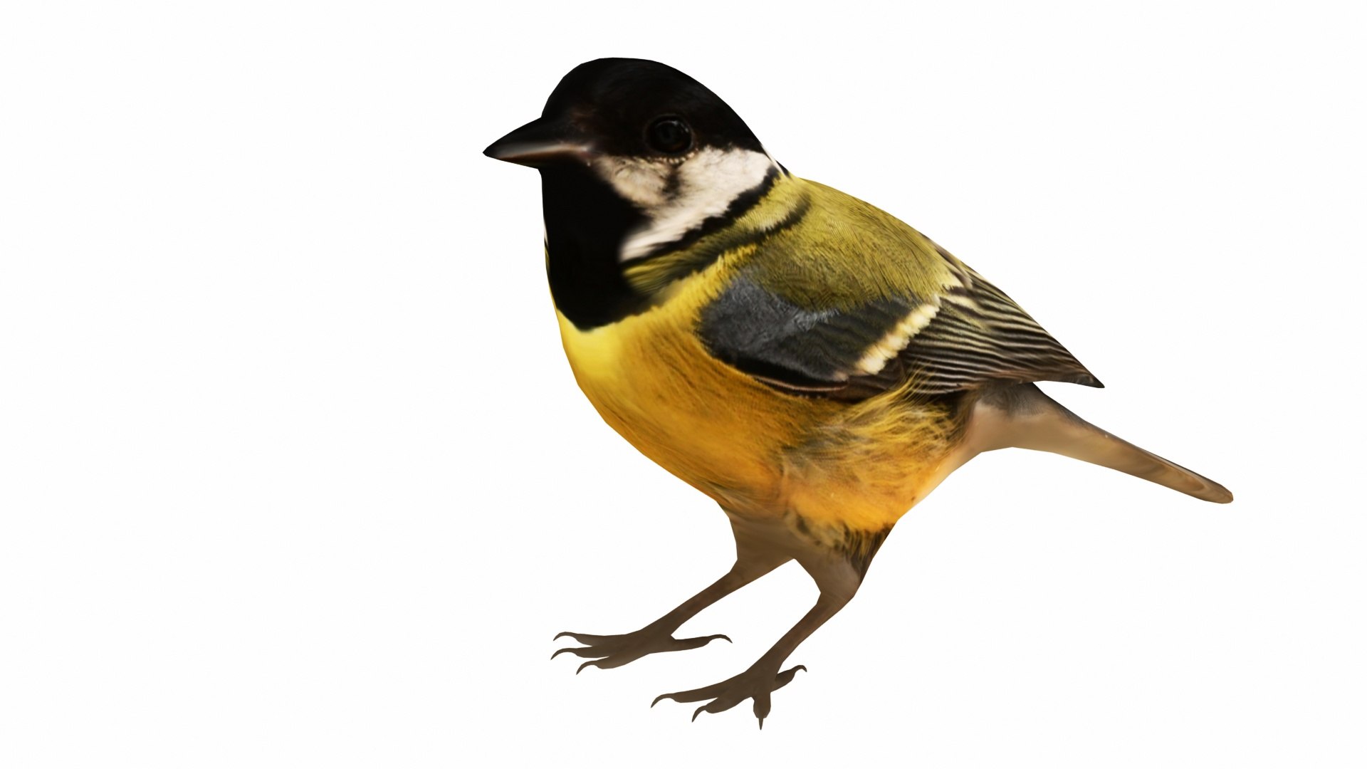 Bird and Bird House Collection 7 in 1 3D https://p.turbosquid.com/ts-thumb/zs/BfCLUg/Iz/greattit1/jpg/1735035015/1920x1080/fit_q87/3409a20215c16be117beec6a57e28c7d05cfbfd9/greattit1.jpg