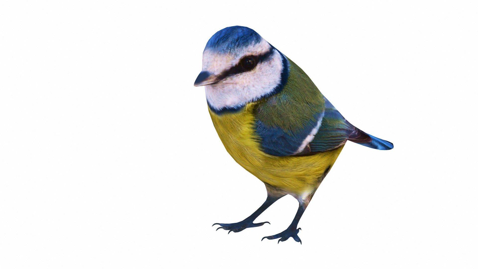 Bird and Bird House Collection 7 in 1 3D https://p.turbosquid.com/ts-thumb/zs/BfCLUg/Pd/birdbluetit6/jpg/1735034677/1920x1080/fit_q87/608bdcb5cf180a326bb3e7203fa5c0bf52fdfcfe/birdbluetit6.jpg