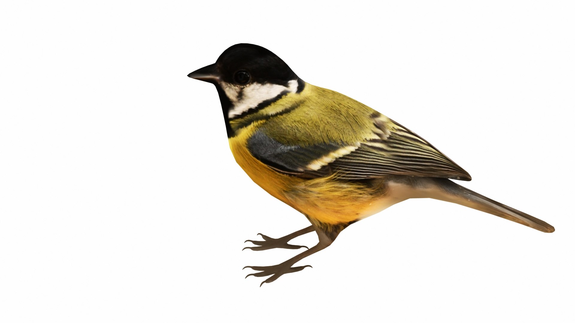 Bird and Bird House Collection 7 in 1 3D https://p.turbosquid.com/ts-thumb/zs/BfCLUg/n4/greattit2/jpg/1735035016/1920x1080/fit_q87/a4723d24d17a96951cbe849eebb4115d7142a096/greattit2.jpg