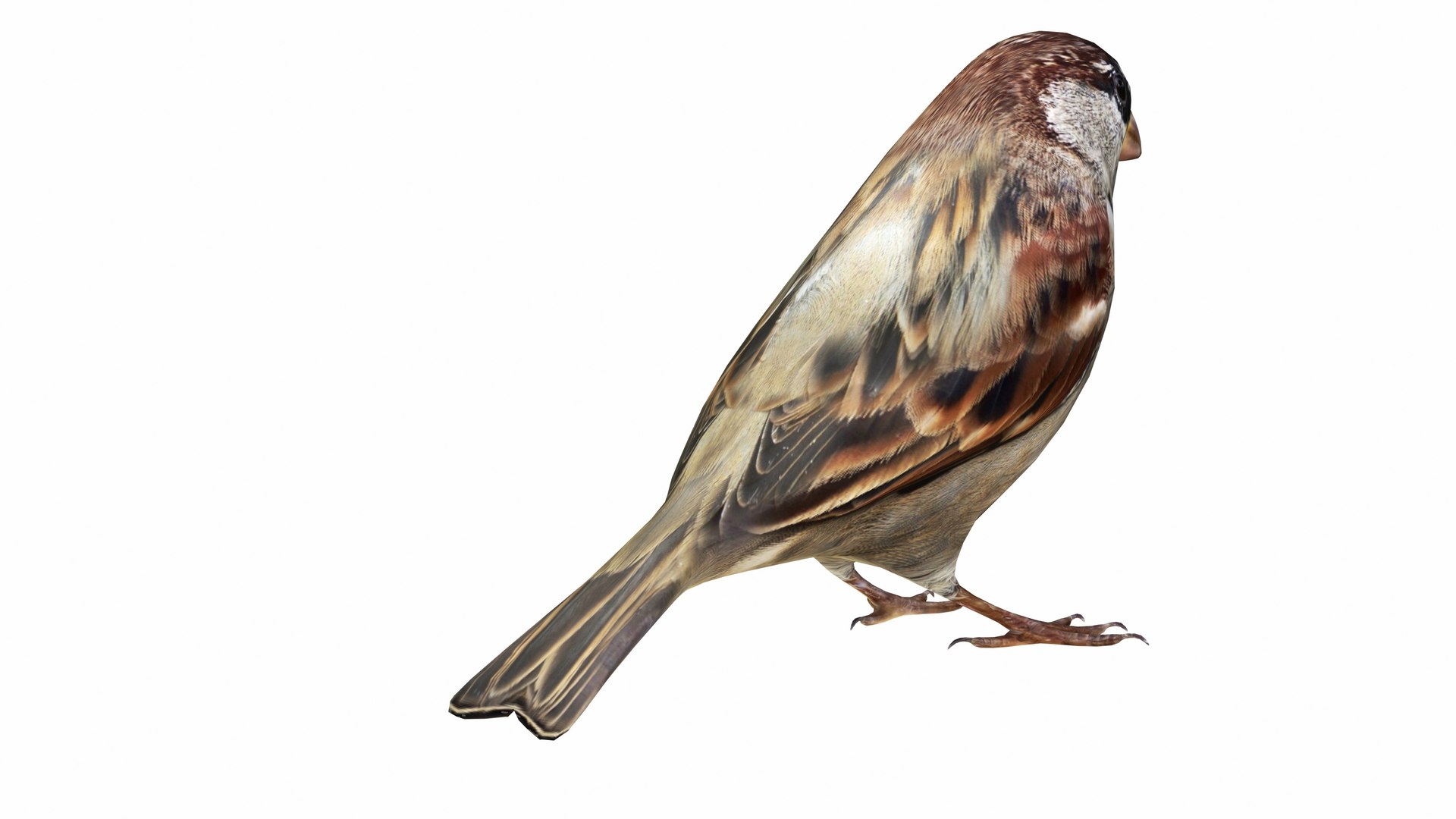 Bird and Bird House Collection 7 in 1 3D https://p.turbosquid.com/ts-thumb/zs/BfCLUg/rT/sparrow5/jpg/1735134638/1920x1080/fit_q87/9b779c11879c6a18157d80b955d6e706542d0a31/sparrow5.jpg