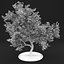 Apple Tree 5