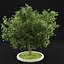 Apple Tree 5