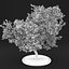 Apple Tree 5