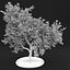 Apple Tree 5