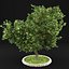 Apple Tree 5