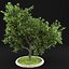 Apple Tree 5