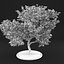 Apple Tree 5