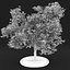 Apple Tree 5
