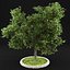 Apple Tree 5