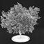 Apple Tree 5