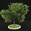 Apple Tree 5