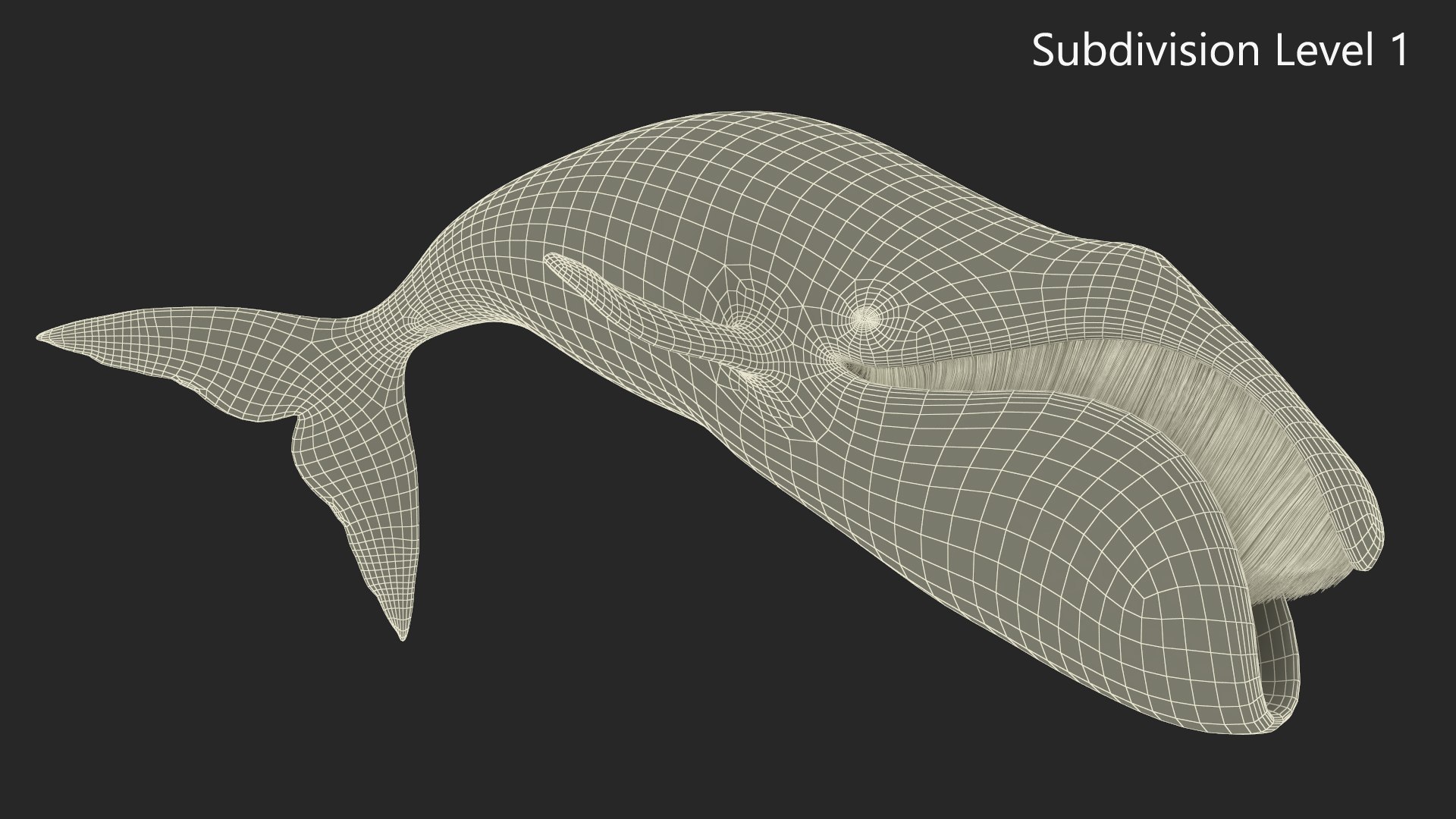 3D Sea Mammal Bowhead Whale Rest Pose Fur model https://p.turbosquid.com/ts-thumb/zs/C7dgbB/5v/seamammalbowheadwhalerestposefurvray3dmodel019/jpg/1692663540/1920x1080/fit_q87/4b3ee19875a185e69f3fa5efb1f0dedbb91f3f75/seamammalbowheadwhalerestposefurvray3dmodel019.jpg