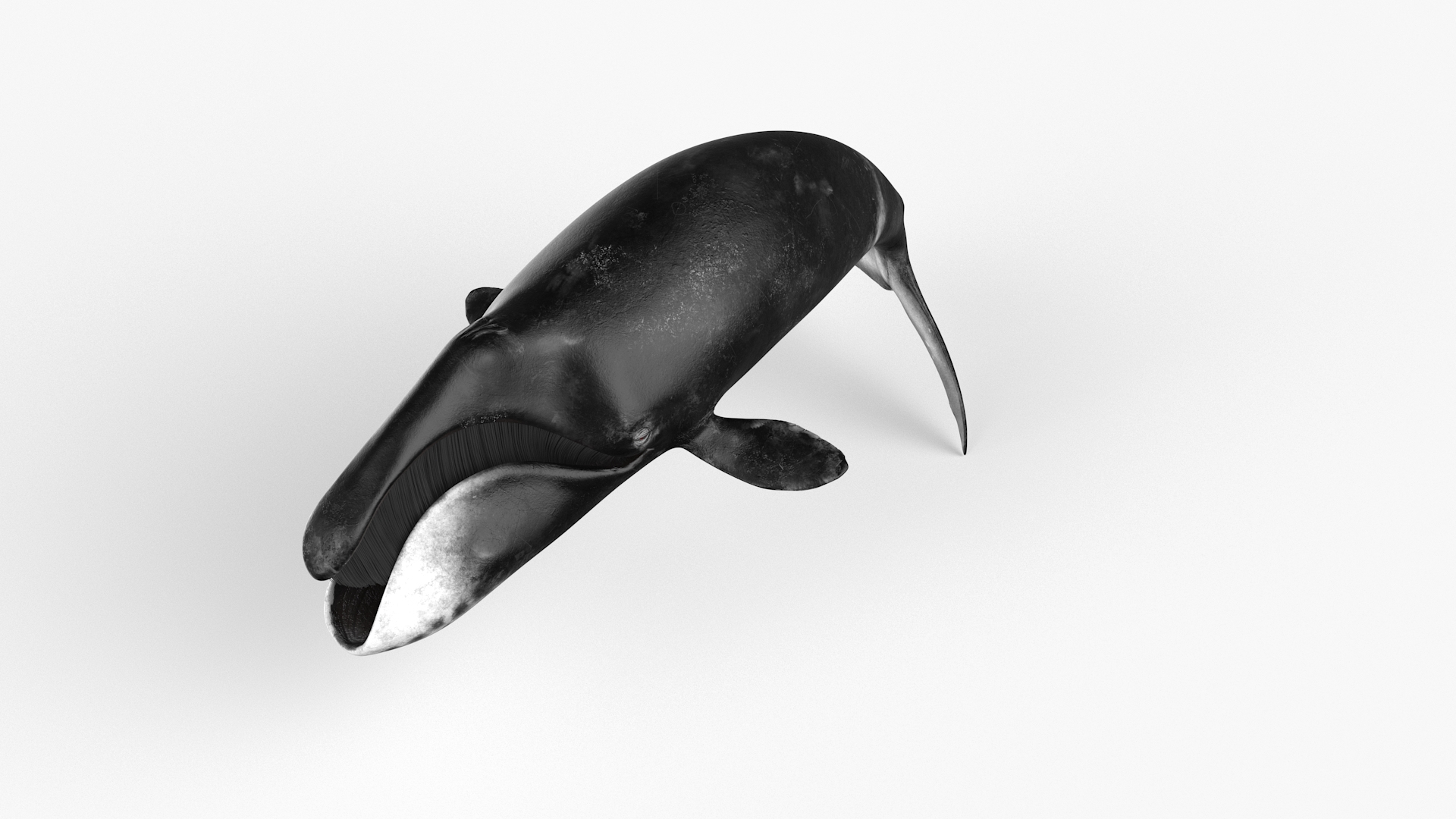 3D Sea Mammal Bowhead Whale Rest Pose Fur Model - TurboSquid 2114714