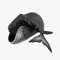 Sea Mammal Bowhead Whale Rest Pose Fur