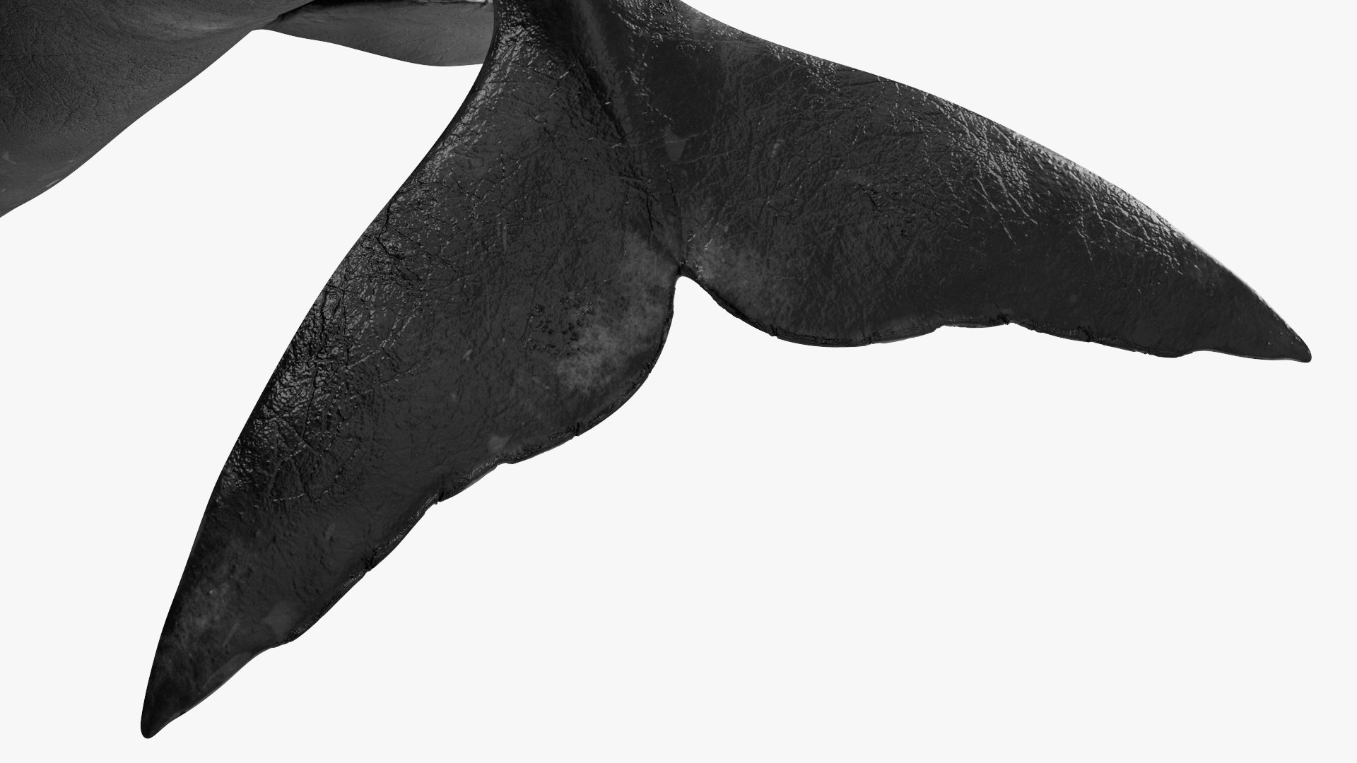 3D Sea Mammal Bowhead Whale Rest Pose Fur model https://p.turbosquid.com/ts-thumb/zs/C7dgbB/Vg/reproduction__sea_mammal_bowhead_whale_rest_pose_fur_012/jpg/1710910707/1920x1080/fit_q87/0cdda54a953a4ab09c93df824bdca6e211861ee5/reproduction__sea_mammal_bowhead_whale_rest_pose_fur_012.jpg