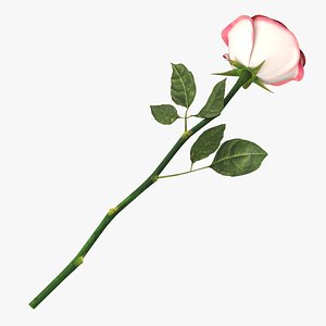 3D Single Beautiful Red Pink On Ground model