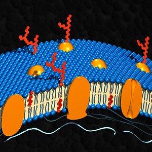 3d cell membrane model