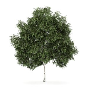 3d model silver birch betula