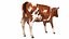 Dairy Cow 2 3D