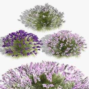 3D British Lavender Plant Collection