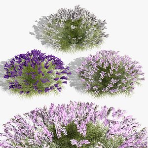 3D British Lavender Plant Collection