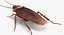 insect pests 3D model