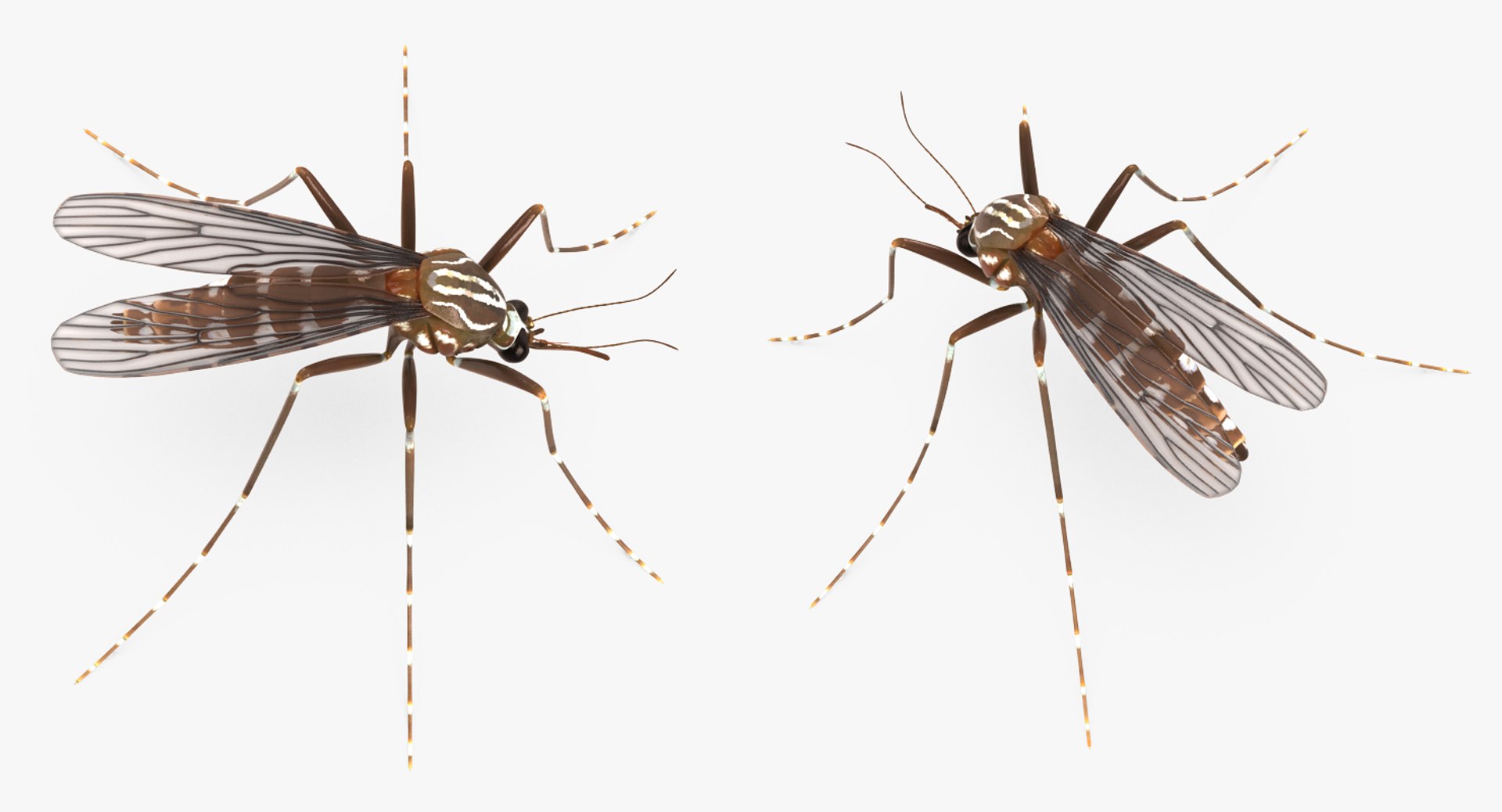 insect pests 3D model https://p.turbosquid.com/ts-thumb/zs/iOR5z0/7pdsexek/insectpestscollectionvray3dmodel013/jpg/1587965078/1920x1080/fit_q87/b48b44d0333b7c968142f3dc6478406c46210ae7/insectpestscollectionvray3dmodel013.jpg