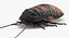 insect pests 3D model