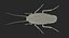 Insect Pests Collection