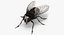Insect Pests Collection