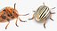 Insect Pests Collection