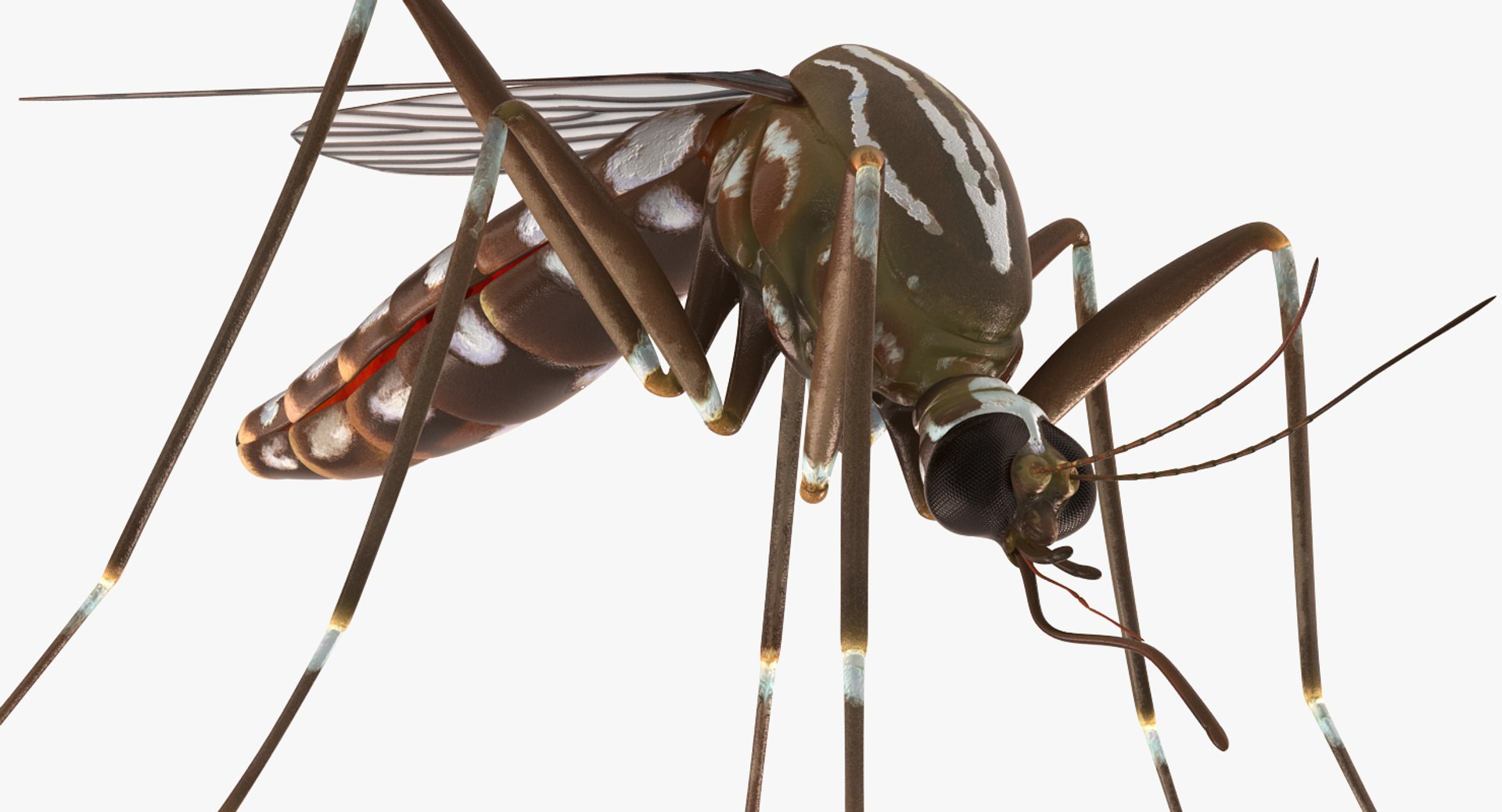 insect pests 3D model https://p.turbosquid.com/ts-thumb/zs/iOR5z0/RTsiEMCh/insectpestscollectionvray3dmodel016/jpg/1587965078/1920x1080/fit_q87/0f12dfdc0afdaeb8236f2b6b98b3dc21fef18fbd/insectpestscollectionvray3dmodel016.jpg