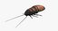 Insect Pests Collection