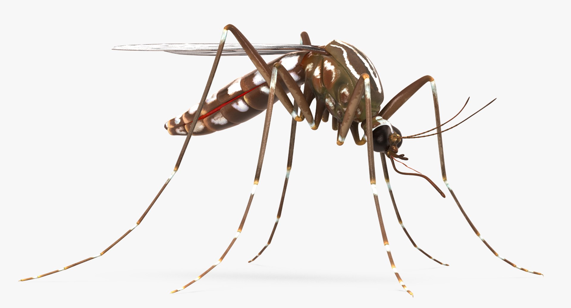 insect pests 3D model https://p.turbosquid.com/ts-thumb/zs/iOR5z0/T9LLfmrE/insectpestscollectionvray3dmodel011/jpg/1587965078/1920x1080/fit_q87/b53dcbfa4c1a8deddc74756ee0d6572a93794b00/insectpestscollectionvray3dmodel011.jpg