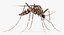 Insect Pests Collection
