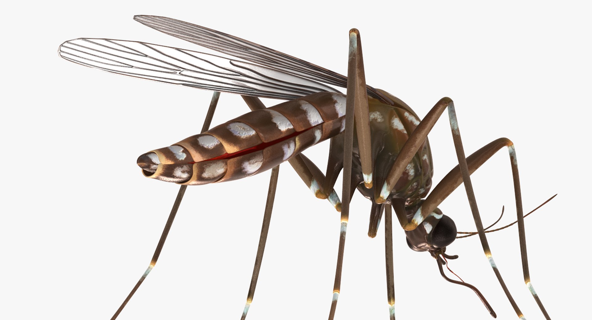 insect pests 3D model https://p.turbosquid.com/ts-thumb/zs/iOR5z0/eLLxvazX/insectpestscollectionvray3dmodel015/jpg/1587965078/1920x1080/fit_q87/416015bb5c1ab423970fe9b660be0456bcf604e0/insectpestscollectionvray3dmodel015.jpg