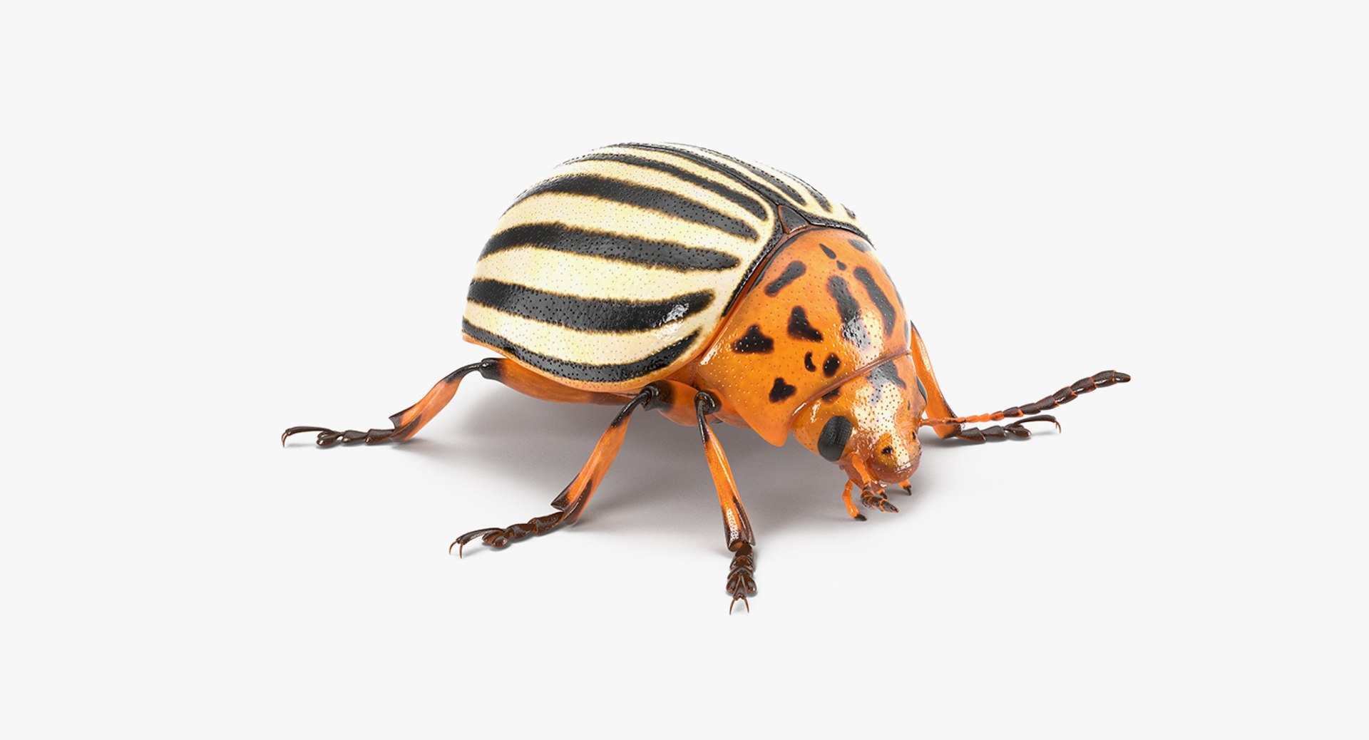 insect pests 3D model https://p.turbosquid.com/ts-thumb/zs/iOR5z0/oVVKn2N4/insectpestscollectionvray3dmodel029/jpg/1587965079/1920x1080/fit_q87/3c3fc0f280ce98f6c5707ef5f50f0a4f34462095/insectpestscollectionvray3dmodel029.jpg