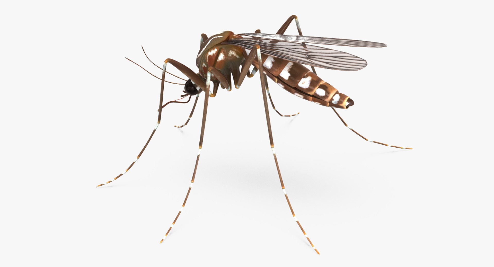 insect pests 3D model https://p.turbosquid.com/ts-thumb/zs/iOR5z0/vFCbPyuL/insectpestscollectionvray3dmodel014/jpg/1587965078/1920x1080/fit_q87/5d1aedbcf3b703d71a0c36c131111c53386ce014/insectpestscollectionvray3dmodel014.jpg