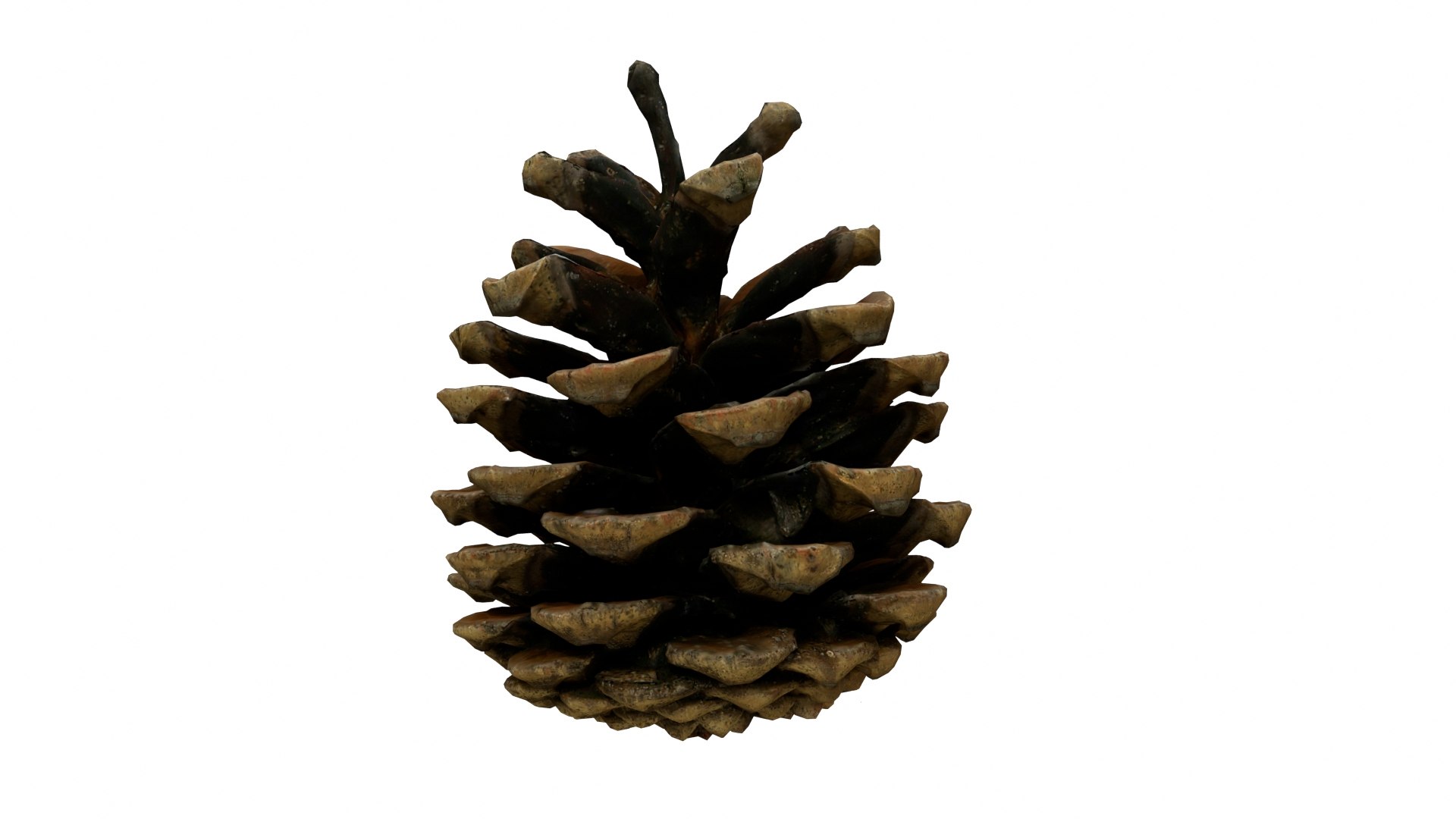 3D Fir Cone 4 Model - TurboSquid 1794261