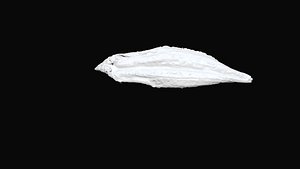 Grilled Eel 3D CT scan model decimate 3 percent 3D model