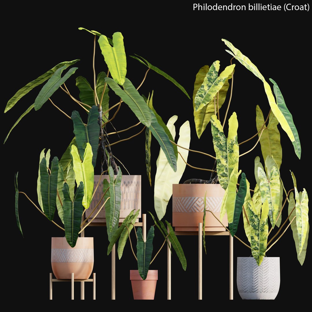 Philodendron Billietiae 3D Model - TurboSquid 1750436