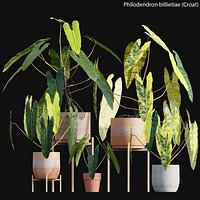 Philodendron billietiae