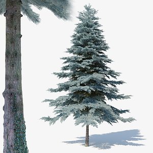 3D Blue spruce Picea pungens03