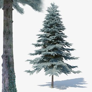 Blue spruce Picea pungens03