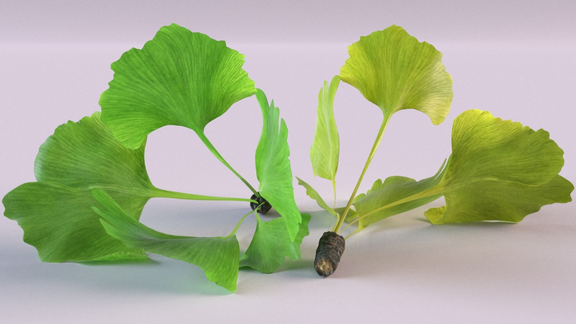 3D ginkgo biloba leaf plant https://p.turbosquid.com/ts-thumb/zt/CZLNXa/evAtKmHE/1/jpg/1600339618/1920x1080/fit_q87/d7d650737f3538fd1dc50932b78f097a9dde3fc5/1.jpg