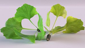 3D ginkgo biloba leaf plant